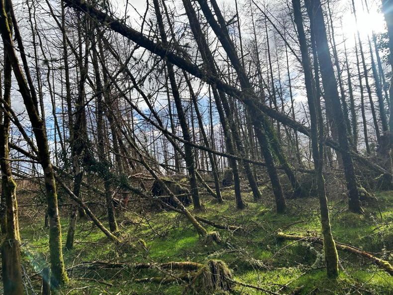 Coillte clears one fifth of windblown plantations Coillte clears one fifth of windblown plantations