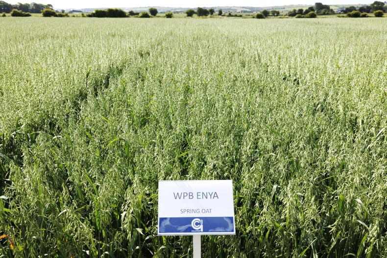 Oats list out as markets limited Oats list out as markets limited