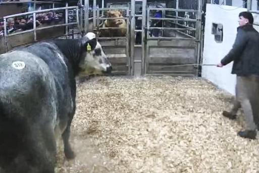 Watch: in-calf heifers average €4,931 in Tuam Mart Watch: in-calf heifers average €4,931 in Tuam Mart