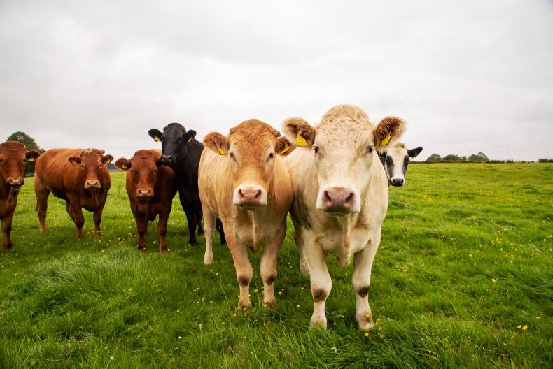 Grass+ Beef : grazing conditions deteriorate on Ploughing week Grass+ Beef : grazing conditions deteriorate on Ploughing week