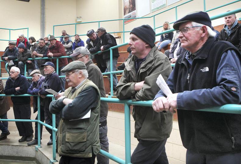 Northern View: cattle trade remains on a steady footing Northern View: cattle trade remains on a steady footing