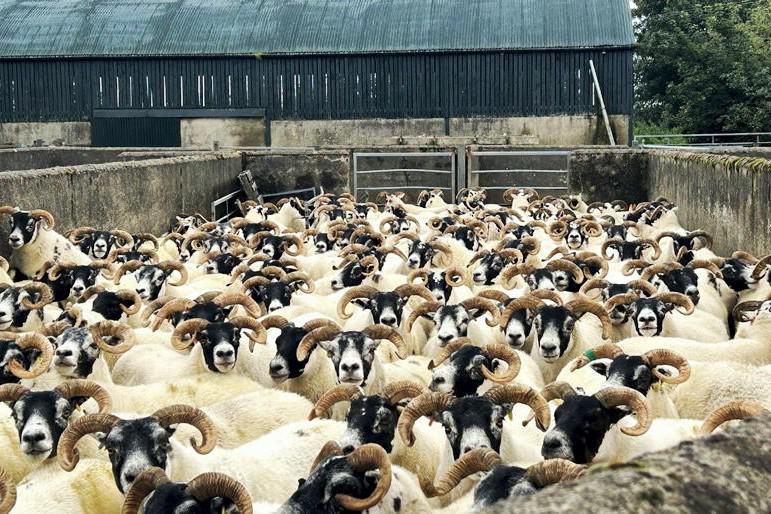 Farmer Writes: best to leave the experts to sort the sheep Farmer Writes: best to leave the experts to sort the sheep