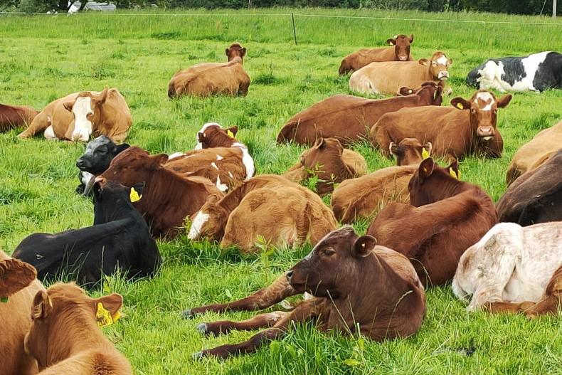 Finding breeding lines best suited to NI Finding breeding lines best suited to NI