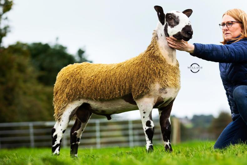 28,000gns for Bluefaced Leicester ram lamb 28,000gns for Bluefaced Leicester ram lamb