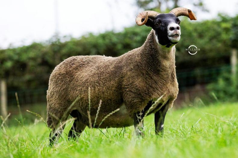 28,000gns for Bluefaced Leicester ram lamb 28,000gns for Bluefaced Leicester ram lamb