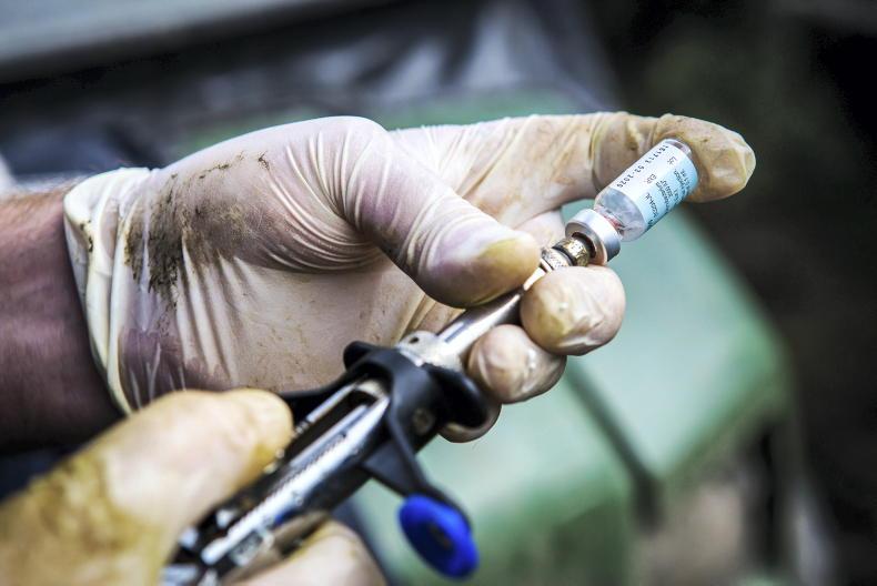 One in 16 clear herds go down with TB in last 12 months One in 16 clear herds go down with TB in last 12 months