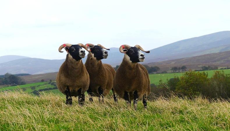 Farmer Writes: fingers crossed for upcoming sale Farmer Writes: fingers crossed for upcoming sale