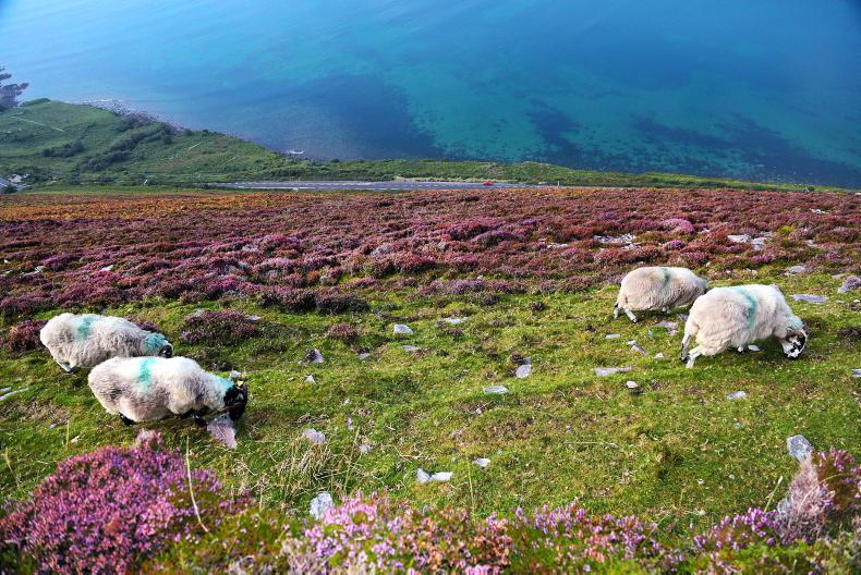State of nature in Ireland 'very poor' - EU report
