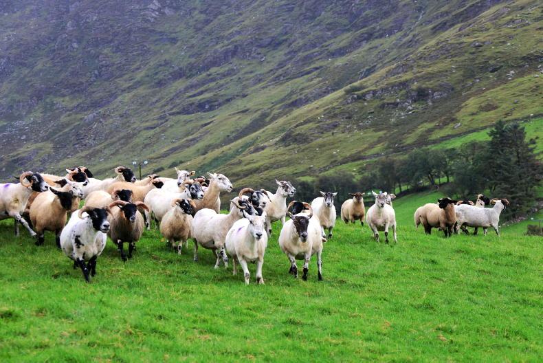 Threat to suckler and sheep schemes in budget Threat to suckler and sheep schemes in budget