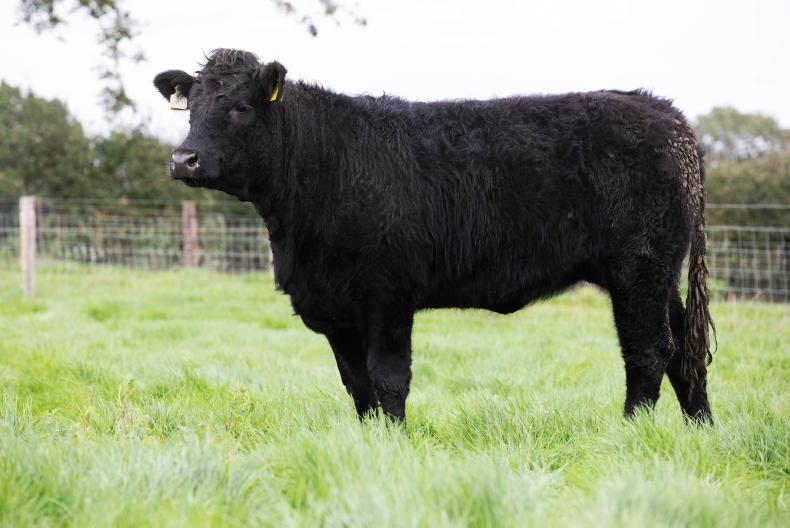 Beef Management: SCEP sales, grassland management and ration Beef Management: SCEP sales, grassland management and ration