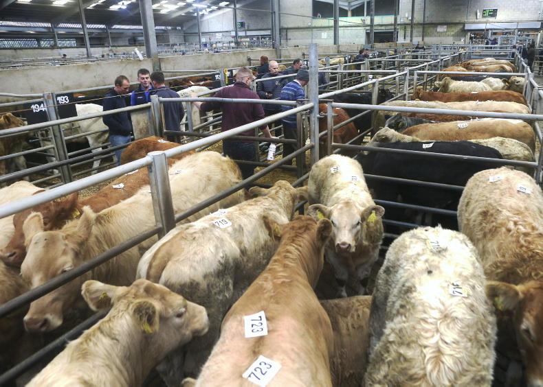 Suckled calf prices surge by over 50% Suckled calf prices surge by over 50%