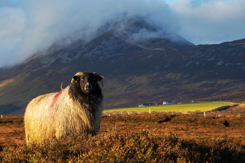 Budget will be indication of Minister Heydon’s commitment to sheep – IFA Budget will be indication of Minister Heydon’s commitment to sheep – IFA