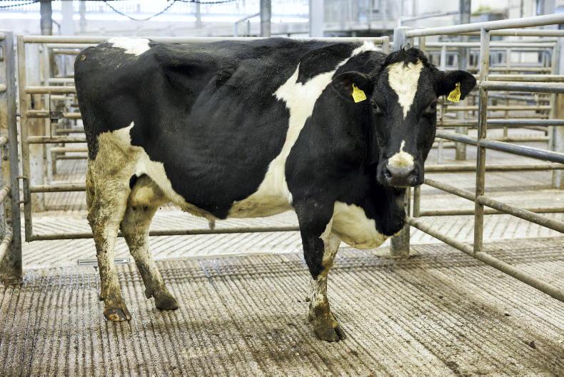Cow prices soar as numbers collapse Cow prices soar as numbers collapse