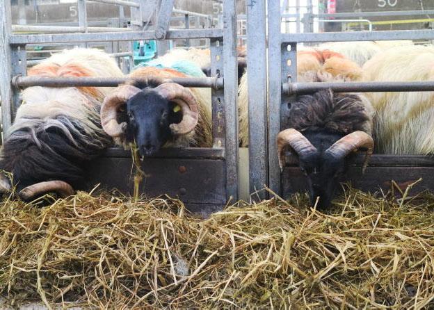 Cracking the organic leakage challenge Cracking the organic leakage challenge