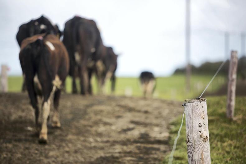 Budget 2025: ICMSA anger with absence of income volatility tool Budget 2025: ICMSA anger with absence of income volatility tool