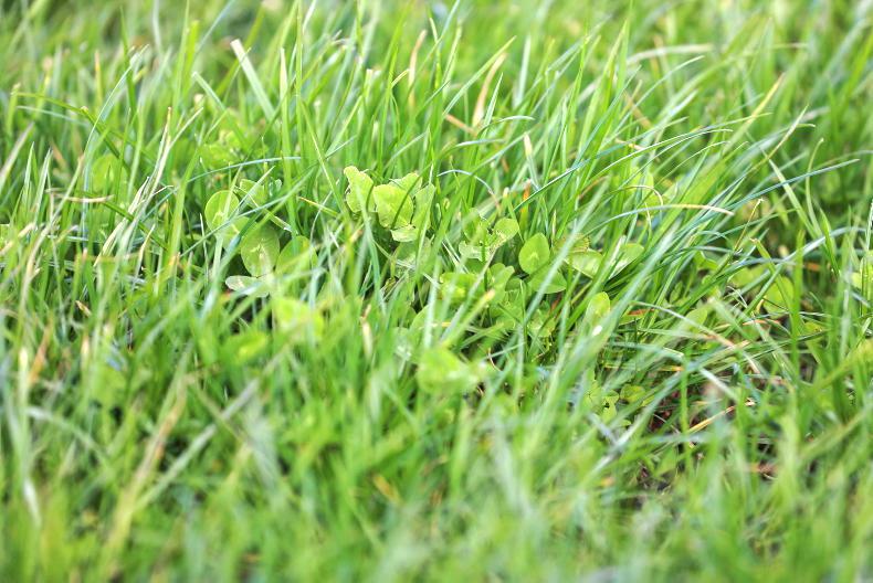 Grass+ Beef: time to start closing paddocks Grass+ Beef: time to start closing paddocks