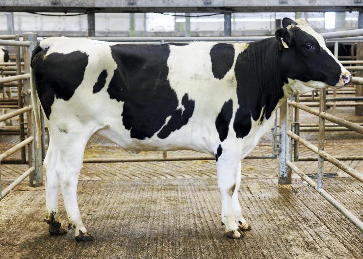 Milk price cuts put pressure on heifer sales Milk price cuts put pressure on heifer sales
