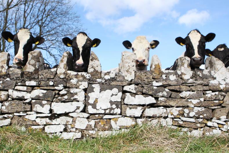 72% of dairy farms in derogation have 150 cows or fewer
72% of dairy farms in derogation have 150 cows or fewer