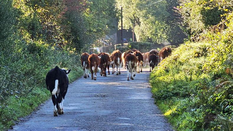 Farmer Writes: cattle and plans are not the best of companions Farmer Writes: cattle and plans are not the best of companions