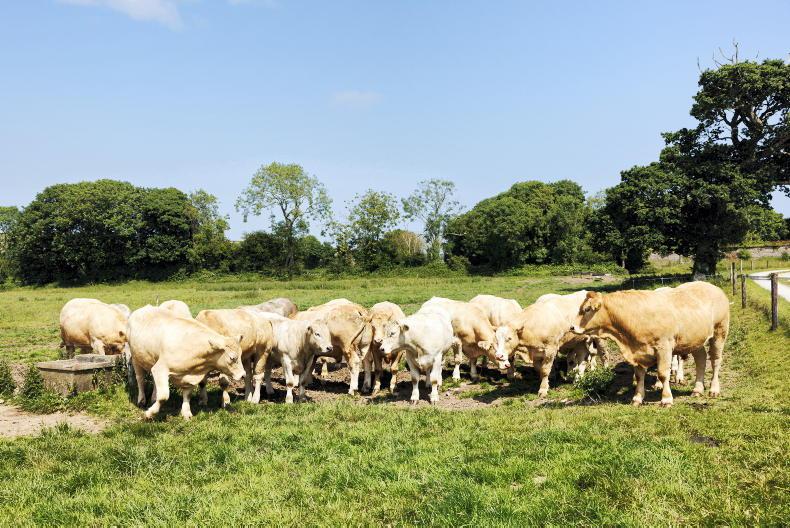 Recovery in finished cattle sales to Northern Ireland Recovery in finished cattle sales to Northern Ireland