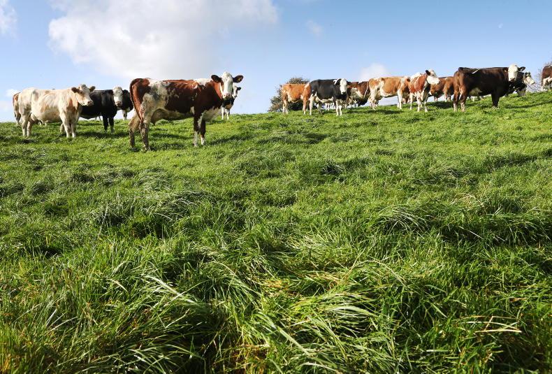 Cows are starting to run out of clean grazing Cows are starting to run out of clean grazing