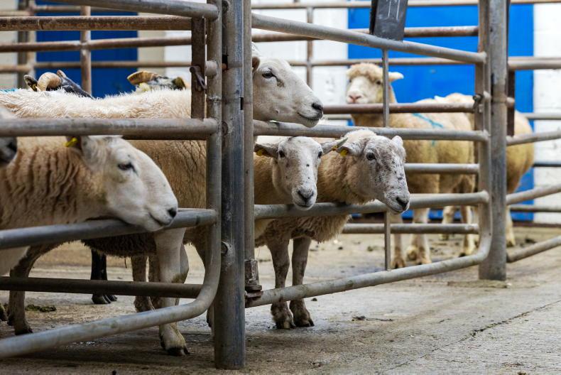 Maedi Visna controls ‘still under review’ says Muir Maedi Visna controls ‘still under review’ says Muir