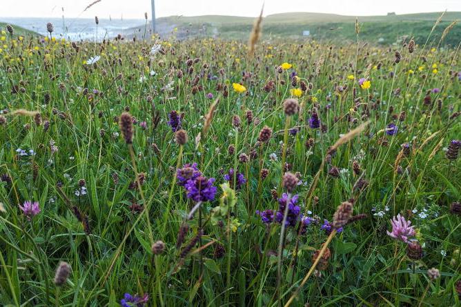 Long-term agri-environmental scheme needed alongside ACRES - CCAC Long-term agri-environmental scheme needed alongside ACRES - CCAC