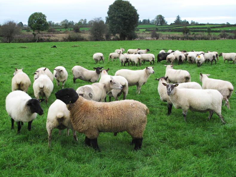 Sheep Management: ram breeding, flock linkage and training lambs to eat meal Sheep Management: ram breeding, flock linkage and training lambs to eat meal