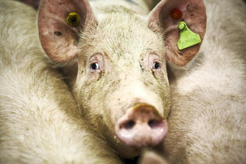 New Rosderra pig grading system sees fat pigs penalised New Rosderra pig grading system sees fat pigs penalised