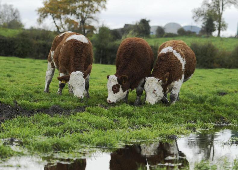 Careful consideration around fluke dosing this autumn Careful consideration around fluke dosing this autumn