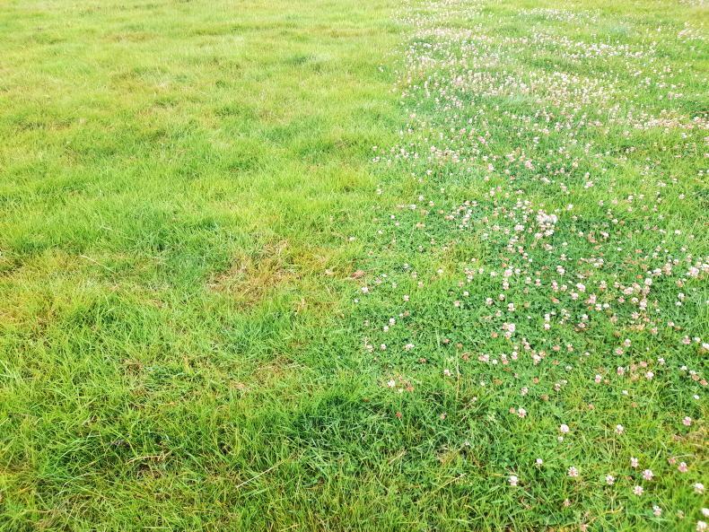 I have yet to master the delicate art of clover I have yet to master the delicate art of clover