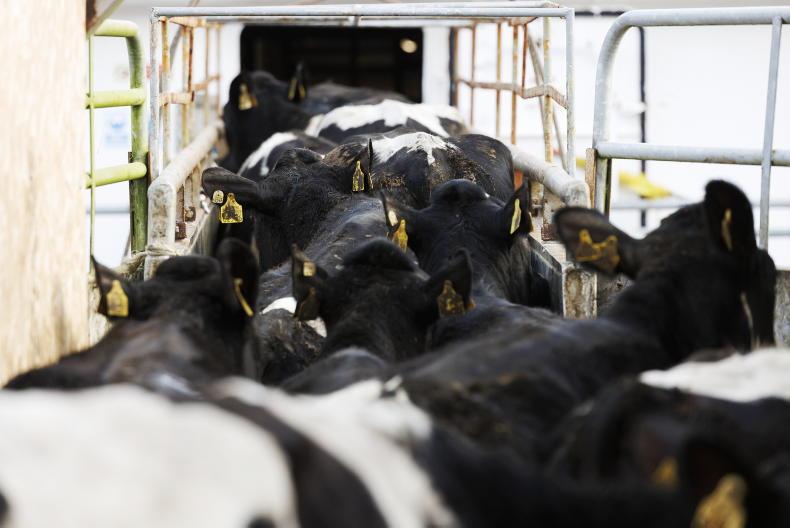 Martbids Database: exporters drive bull weanling demand Martbids Database: exporters drive bull weanling demand