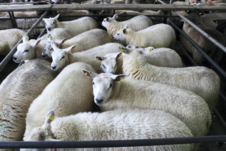 Sheep price update: trade stagnant with demand remaining sluggish Sheep price update: trade stagnant with demand remaining sluggish