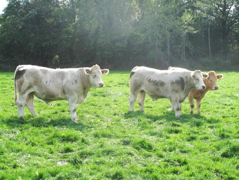 Beef price update: agents adding more life to mart sales Beef price update: agents adding more life to mart sales