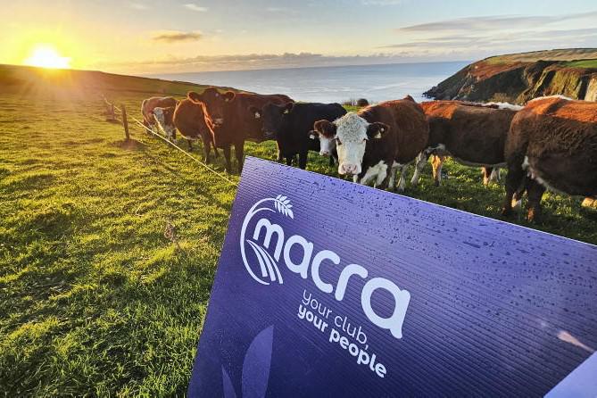 Farmer Writes: an opportunity for new blood in the dry stock sector? Farmer Writes: an opportunity for new blood in the dry stock sector?