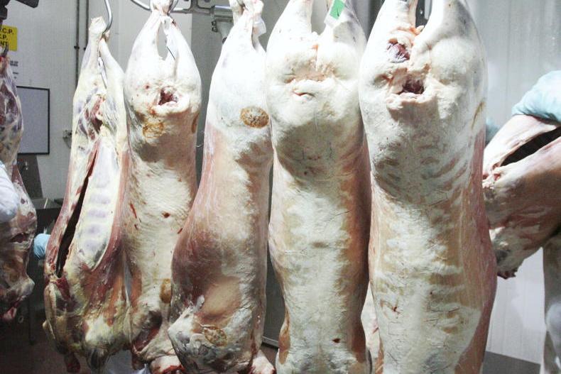 Sheep Trends: quotes unchanged but more pressure on carcase limits Sheep Trends: quotes unchanged but more pressure on carcase limits