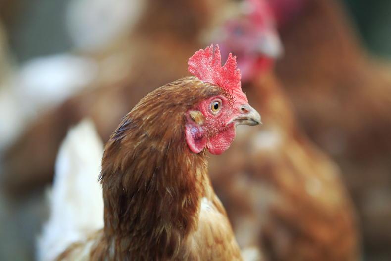 Bird flu confirmed in poultry flock in Fermanagh Bird flu confirmed in poultry flock in Fermanagh