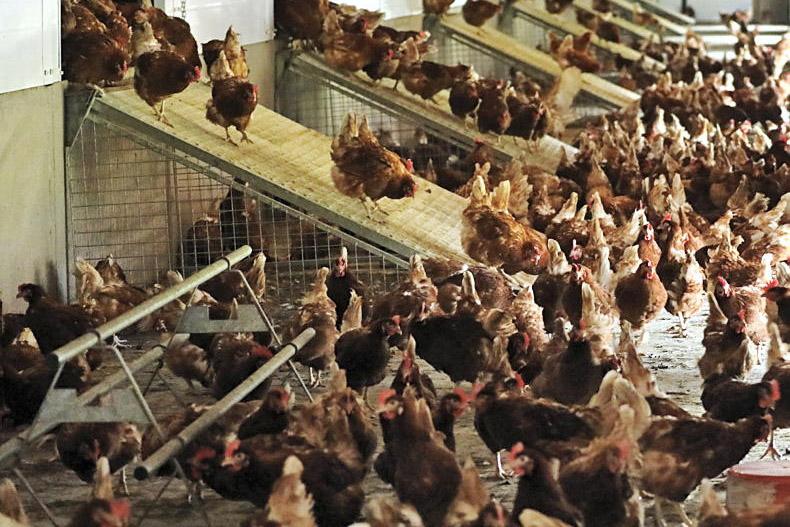 IFA calls for poultry housing order following bird flu cases IFA calls for poultry housing order following bird flu cases