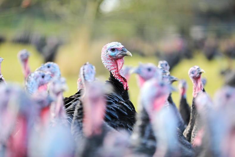 Over 3,000 turkeys culled due to bird flu Over 3,000 turkeys culled due to bird flu