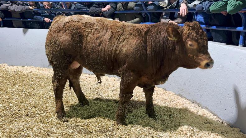 Martbids Database: heifer trade takes a hit Martbids Database: heifer trade takes a hit