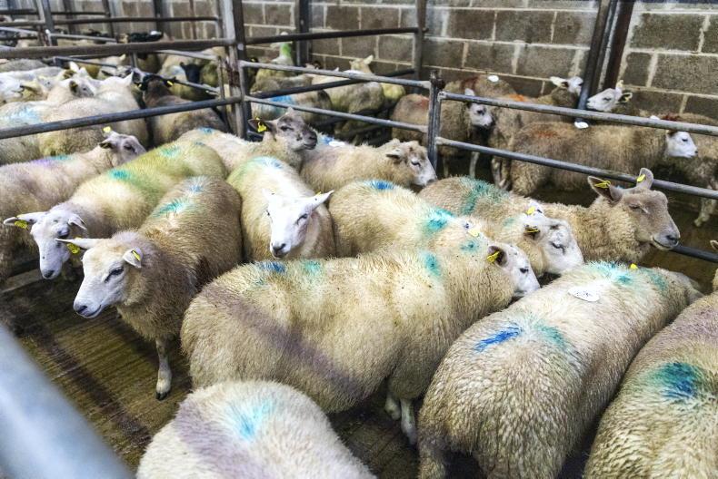 Sheep mart prices: heavier lambs up €1 to €4/head Sheep mart prices: heavier lambs up €1 to €4/head