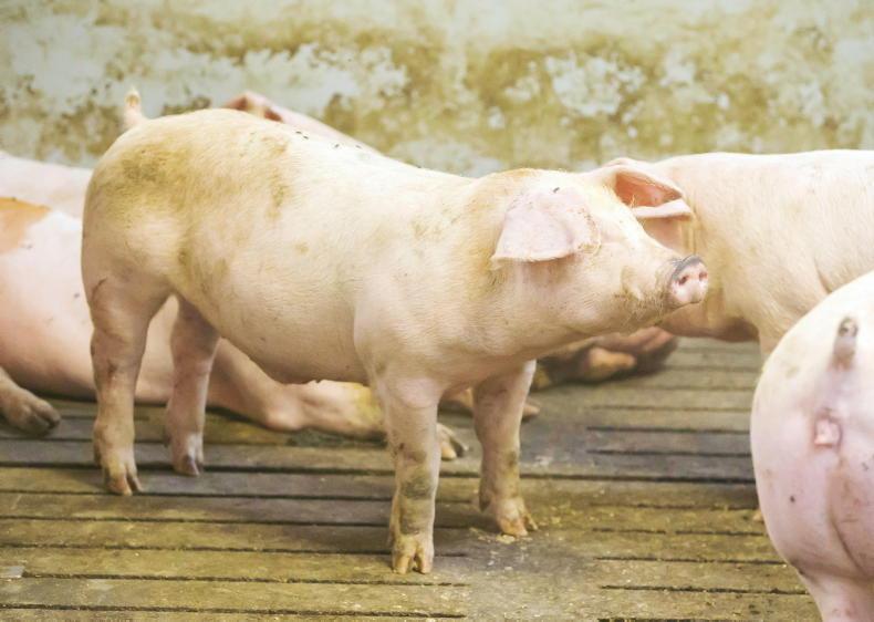 Jail for man who stabbed pigs at site earmarked for asylum seekers Jail for man who stabbed pigs at site earmarked for asylum seekers