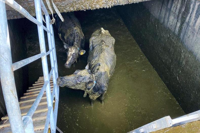 Cows rescued from slatted tank in Monaghan Cows rescued from slatted tank in Monaghan