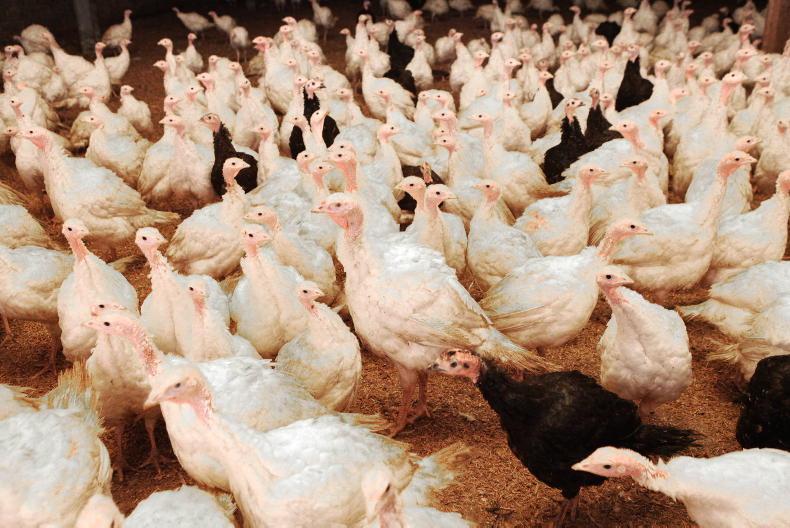 Will bird flu stretch the budget? Will bird flu stretch the budget?