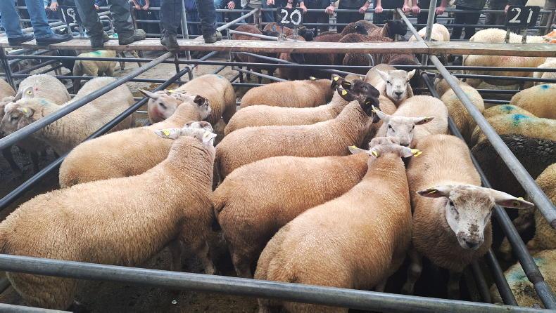 Sheep Trends: lamb quotes remain unchanged Sheep Trends: lamb quotes remain unchanged