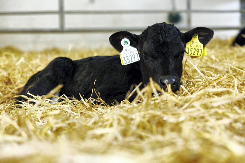 Time to get calf-rearing preparations under way Time to get calf-rearing preparations under way