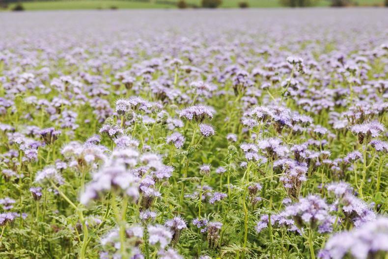 What to do with cover crops this January What to do with cover crops this January