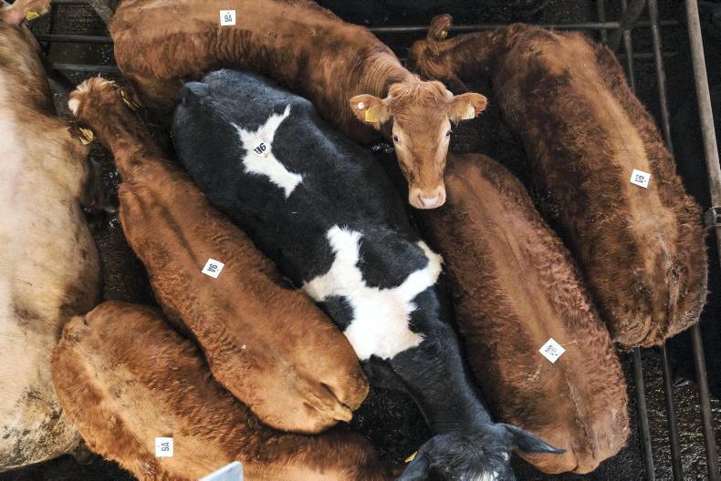 Bumper year for livestock cattle marts Bumper year for livestock cattle marts