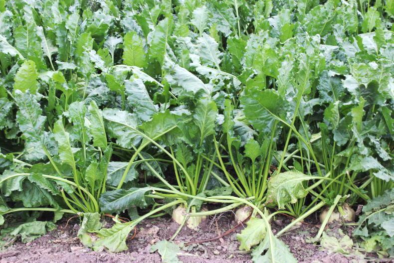 Dempsey at Large: the slippery slope continues Dempsey at Large: the slippery slope continues