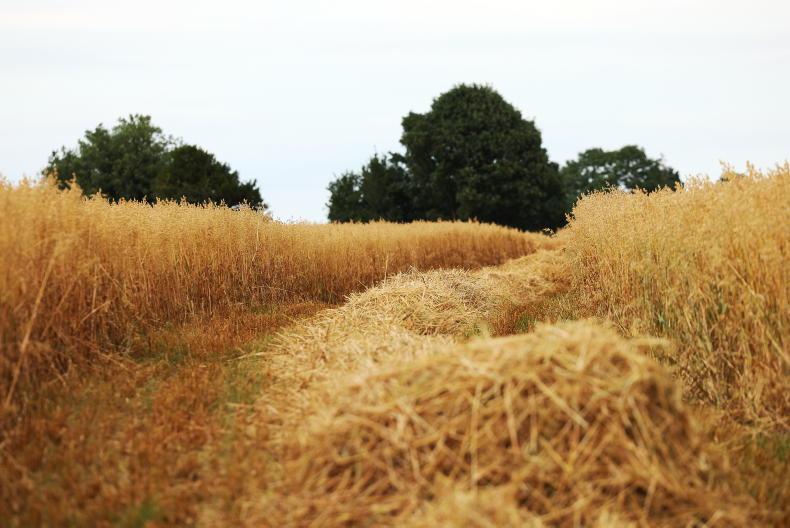 Two-crop rule leeway only for holdings under 30ha Two-crop rule leeway only for holdings under 30ha